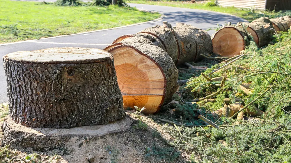 Abattage d'arbres près de Plougasnou