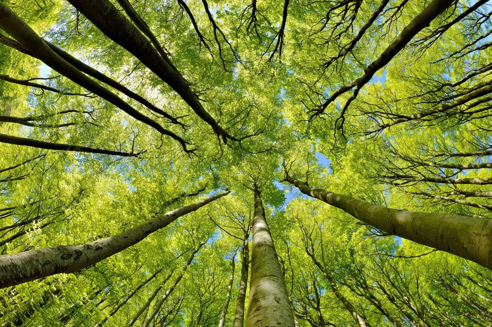 arbres