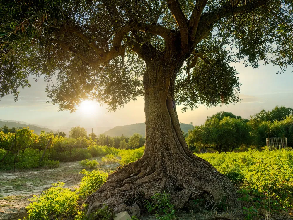 arbres-3